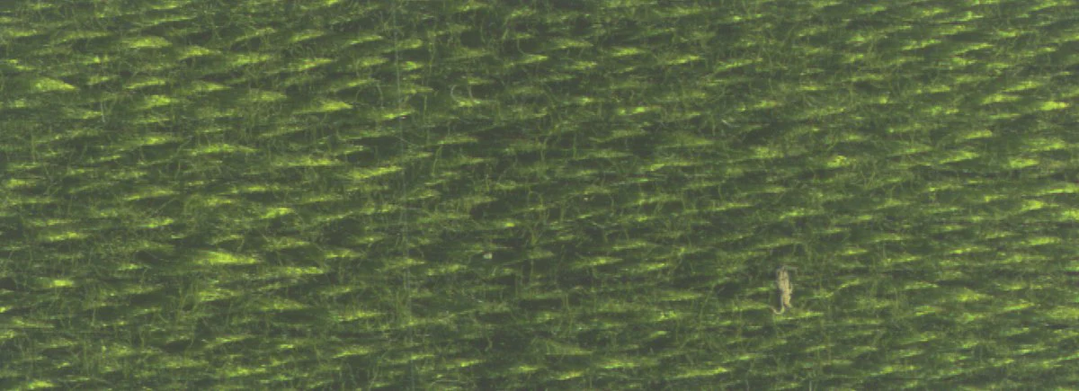 DMC 6-Strand Cotton Embroidery Floss 8.7yd - 936 Very Dark Avocado Green - Image 2